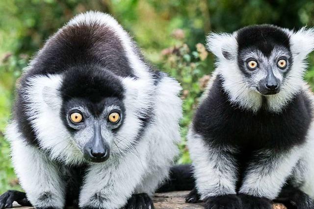 Varis im Zoo Basel – sie grunzen, quieken, bellen und heulen