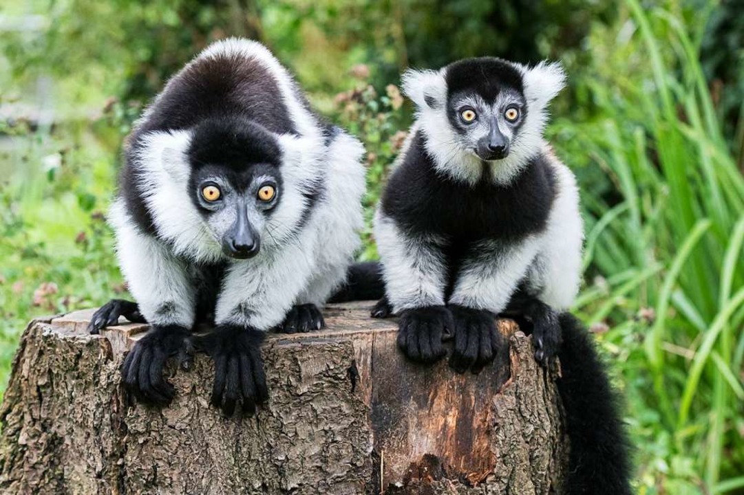 Varis im Zoo Basel sie grunzen, quieken, bellen und heulen Basel