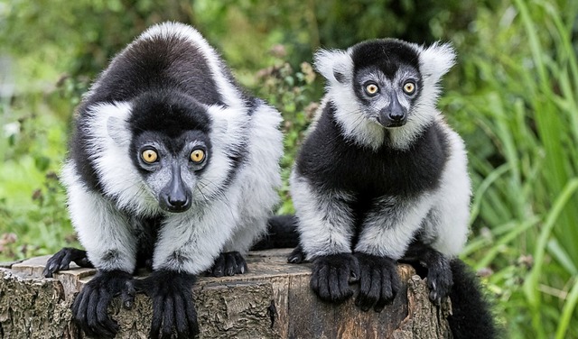 Gestatten, wir sind die Neuen: Varis im Zoo Basel.   | Foto: Zoo Basel (Torben Weber)