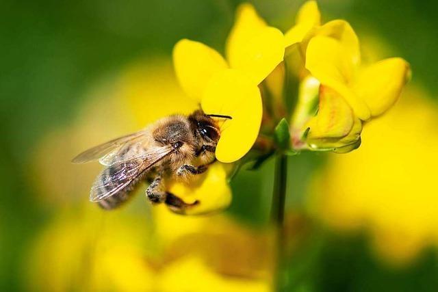 Premiere im Land: Der Weg fr das Bienen-Volksbegehren ist frei