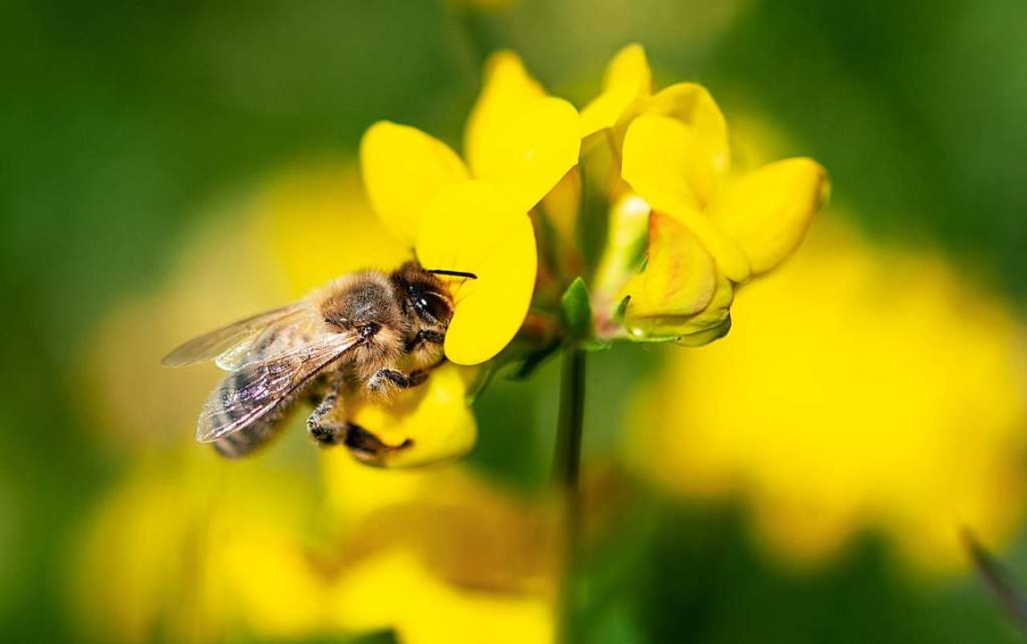 Premiere Im Land Der Weg Fur Das Bienen Volksbegehren Ist Frei Sudwest Badische Zeitung