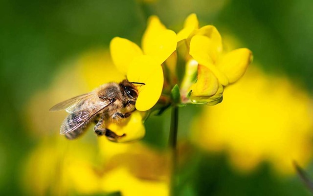 Premiere im Land: Der Weg fr   das Bienen-Volksbegehren ist frei  | Foto: Fabian Sommer (dpa)