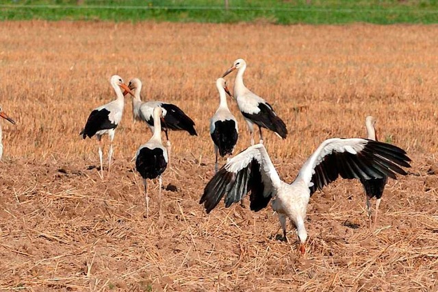 Strche versammeln sich auf einem Feld zum Abflug. Archivbild.  | Foto: A2070 Rolf Haid