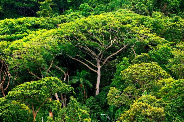Immer mehr Regenwald verschwindet.   | Foto: Ralf Hirschberger (dpa)