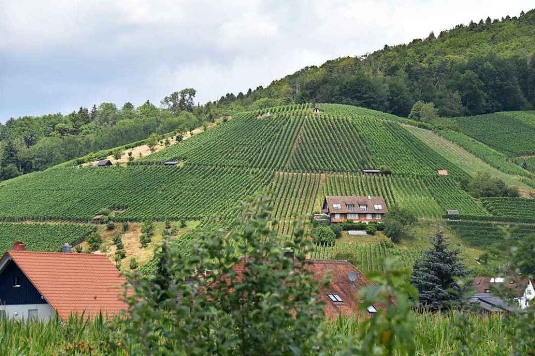 Wein ist eines der wichtigsten Anbaupr...chen  das Kulturgut nher zu bringen.   | Foto: Sebastian Krger