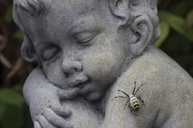 Wespenspinne im Garten entdeckt