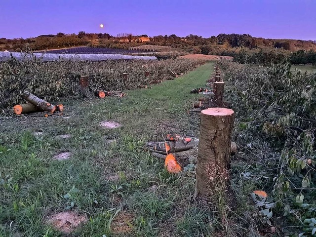 &#8222;Die Bume, die da gefllt wurde...nlage  bei Mondschein aufgenommen hat.  | Foto: Christian Stapelfeldt