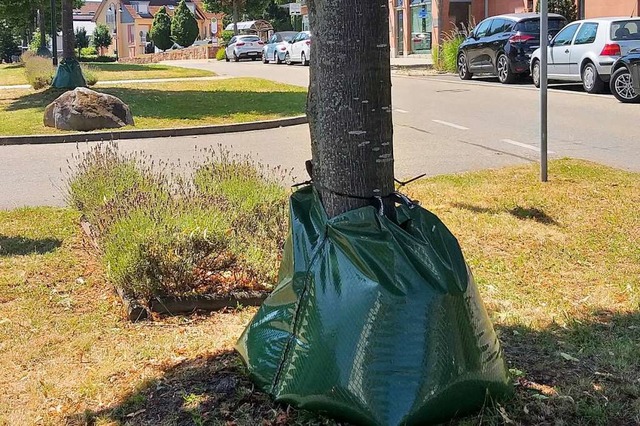 Jeder Treegator, wie der Wasserrucksac...sserung an die Pflanze abgegeben wird.  | Foto: Andrea Steinhart