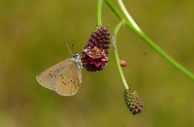 Ein seltener Anblick: der Wiesenknopf-Ameisenbluling   | Foto: Carola Seifert