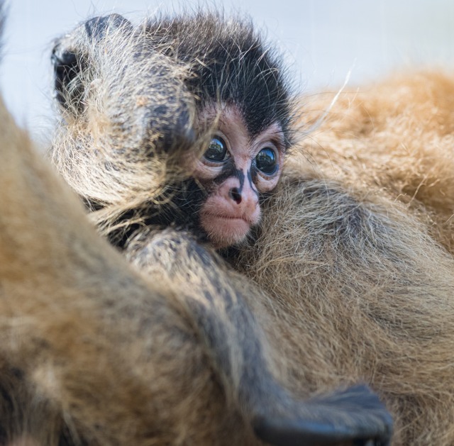   | Foto: Zoo Basel (Torben Weber)