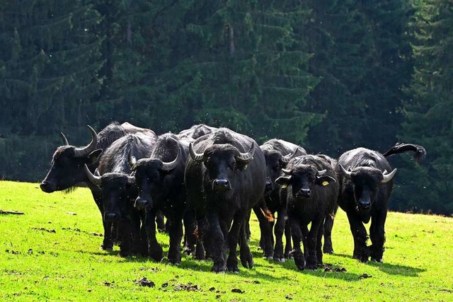Eine Herde Wasserbffel: Auch in Hessen werden die Tiere inzwischen gehalten.  | Foto: Uwe Zucchi (dpa)