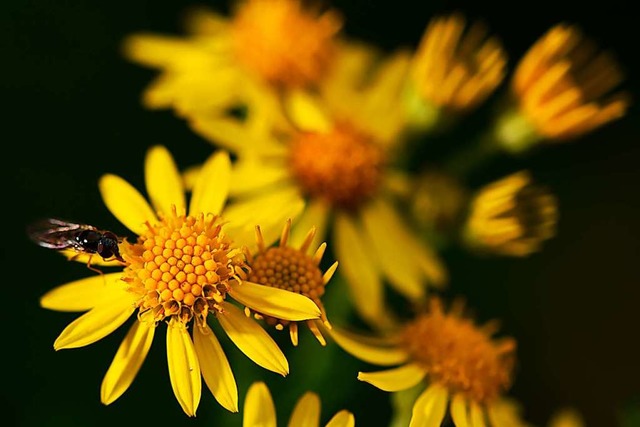 Es blht in saftigem Gelb und ist denn...lten willkommen: Das Jakobskreuzkraut.  | Foto: Felix Kstle (dpa)
