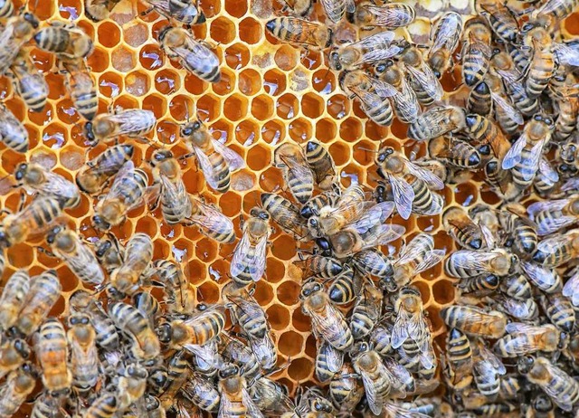 Bienen auf einer Honig-Wabe  | Foto: Patrick Pleul (dpa)
