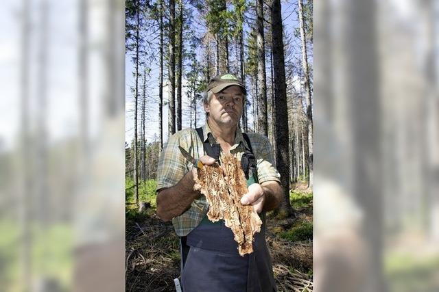 Borkenkfer verwsten den Wald