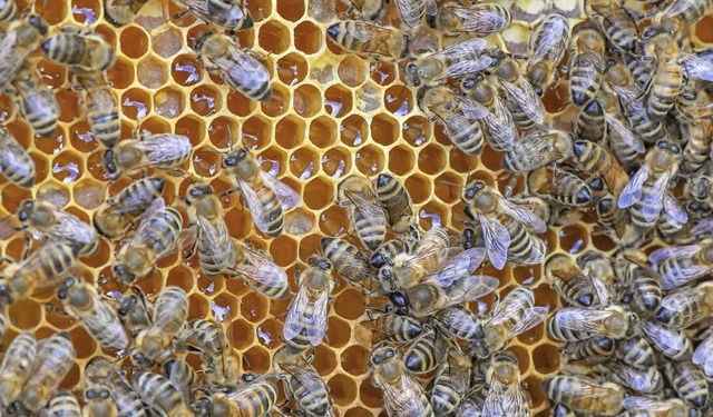 Bienen auf einer Honig-Wabe  | Foto: Patrick Pleul (dpa)