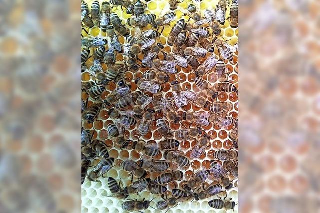 Bienenfleißiger Einsatz fürs Imkern