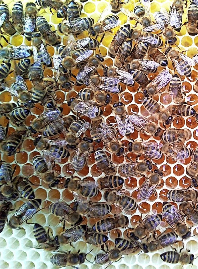 Fleiig wie die Honigbienen: Der Imker...gelegt, um fr die Imkerei zu werben.   | Foto: Imkerverein Schopfheim