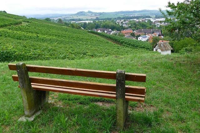 Efringen-Kirchen: Reben von Hagel verschont