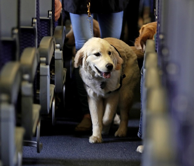 Hunde zhlen noch zu den normaleren Ti... die in den USA mit an Bord<ppp></ppp>  | Foto: Julio Cortez (dpa)