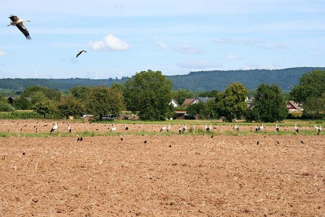 Auf einem Acker am Ortsrand von Orschw...er, um Jagd auf Regenwrmer zu machen.  | Foto: Michael Masson