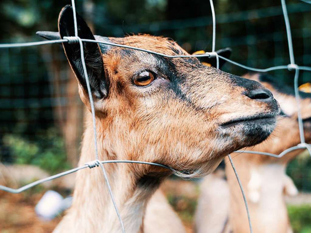 Idyllisch und viele Freiheiten fr die Tiere: der Junghof Kappel