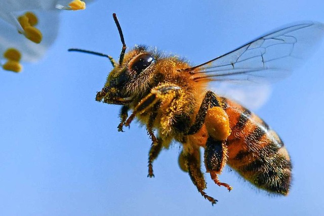 Auch Bienen haben eine Lobby. Doch vie...rderungen des Volksbegehrens  zu weit.  | Foto: Patrick Pleul (dpa)
