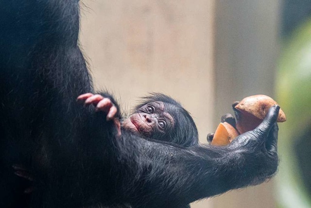 Schimpansen-Nachwuchs  | Foto: Zoo Basel (Torben Weber)