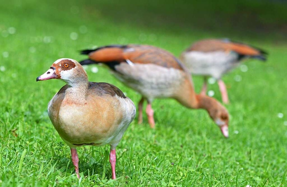 Nilgänse machen keine Probleme Wehr Badische Zeitung