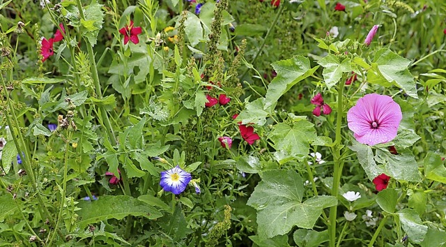 Bunte Blumen gehren im Internationale...vielmehr um kologische Zusammenhnge.  | Foto: Martha Weishaar