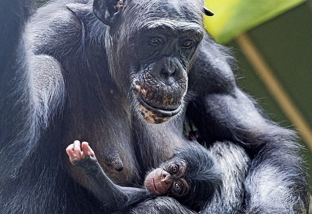 Benga ist eine erfahrene Mutter.   | Foto: Zoo Basel (Torben Weber)