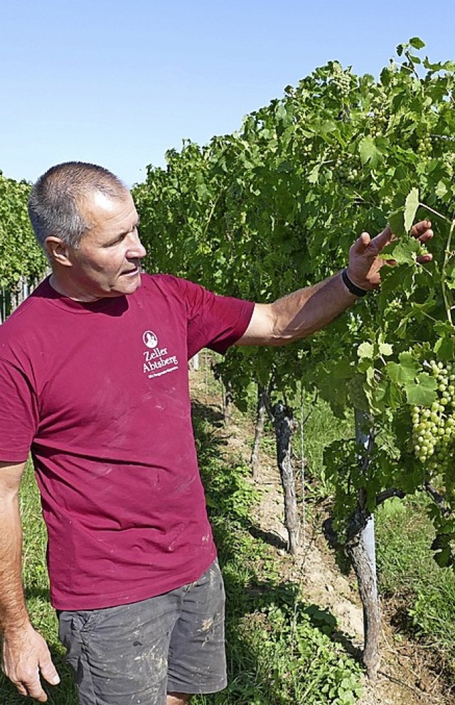 Reiner End begutachtet Mller-Thurgau-...nsatz eines Vollernters geeignet ist.   | Foto: Helmut Seller