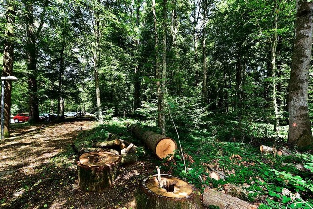 In diesem Waldstck neben dem Eugen-Ke...erden, um neue Parkpltze zu schaffen.  | Foto: Thomas Kunz