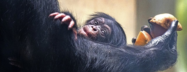   | Foto: Zoo Basel (Torben Weber)