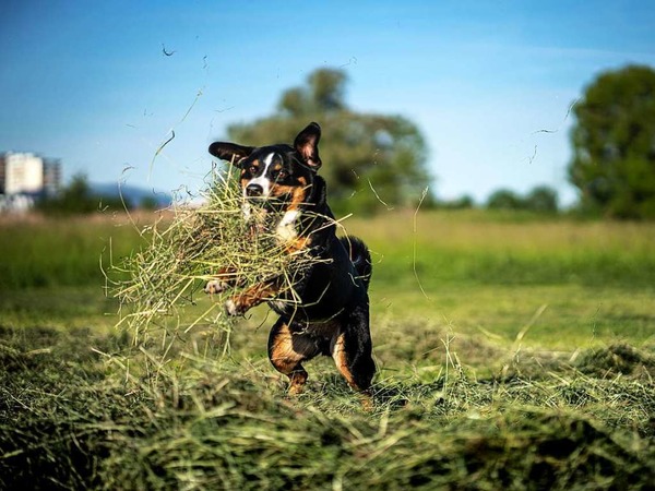"Wer die Natur hat, braucht kein Spieli...", schreibt Frauchen Jennifer Dietrich zu diesem Foto ihres Hundes Milow in Aktion.