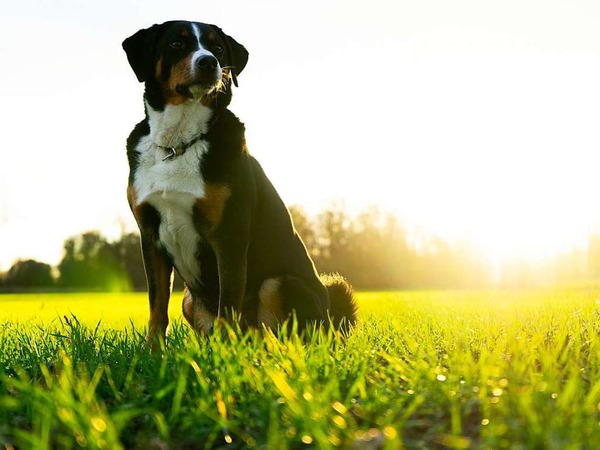 Mit der Abendsonne im Rcken geniet Appenzeller Sennenhund Milow  den Sonnenuntergang.