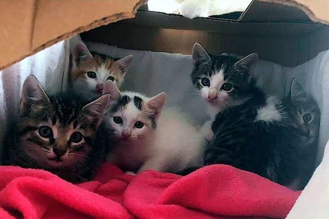 55 Katzenbabys bringen die Mitarbeiter im Tierheim an ihre Grenzen