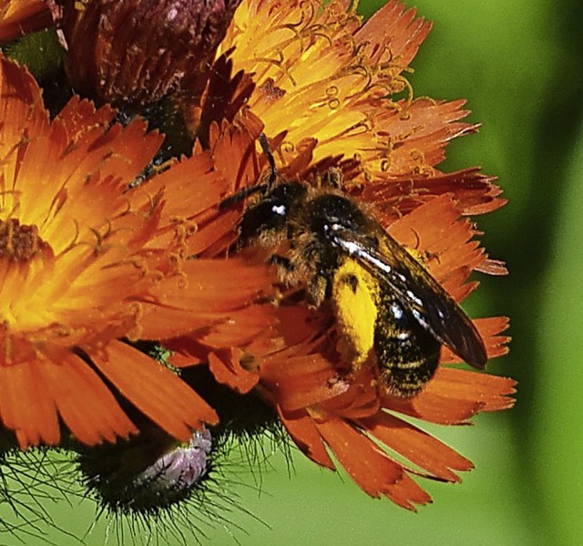 Wildbiene auf Orangem Habichtskraut   | Foto: Stefan Ammann