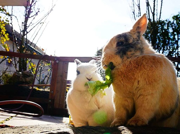 Janne Penninggers hat ihre Kaninchen beim Essen und Sonnen fotografiert. "Ein Wunder, dass sie bei dem Fell und der Fettschicht noch in die Sonne gehen", schreibt sie dazu.