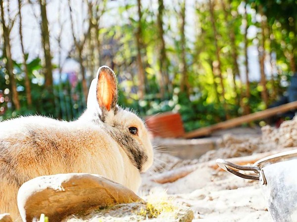 Sonne, Futter, Buddelmglichkeiten und einen guten Kaninchenfreund - die Nager von  Janne Penninggers genieen den Sommer.