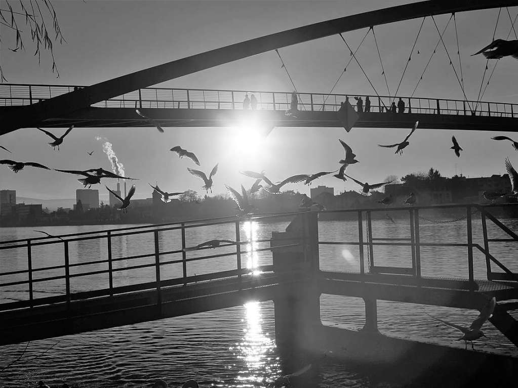 Mwen bei der Fugngerbrcke in Weil am Rhein.