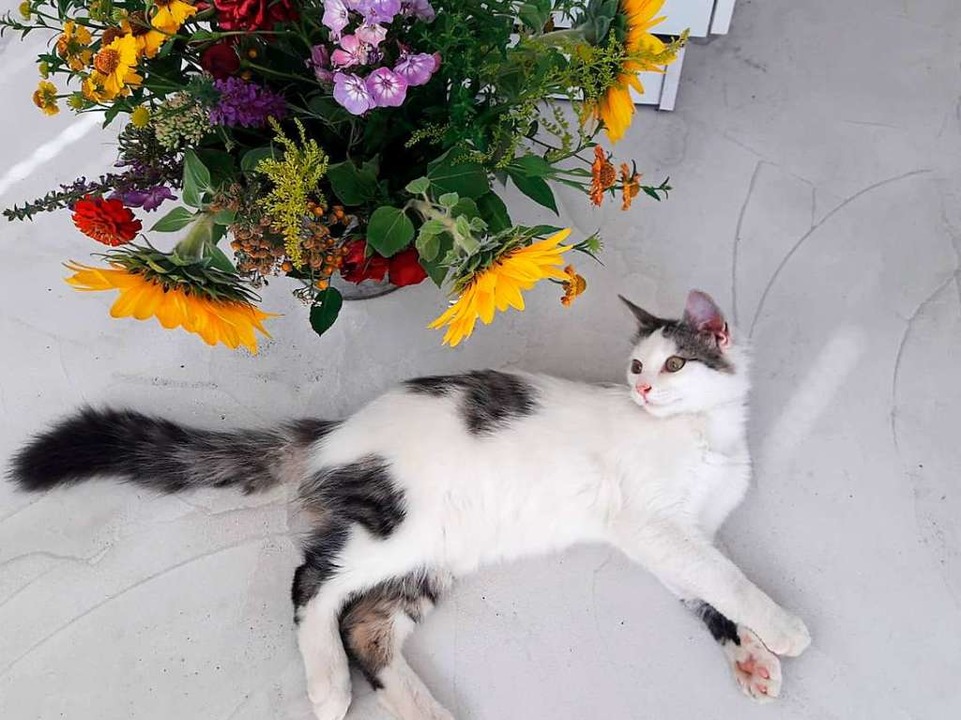 Und auch die Hofkatze Lu leistet ihr im Caf tglich Gesellschaft.  | Foto: Katharina Federl