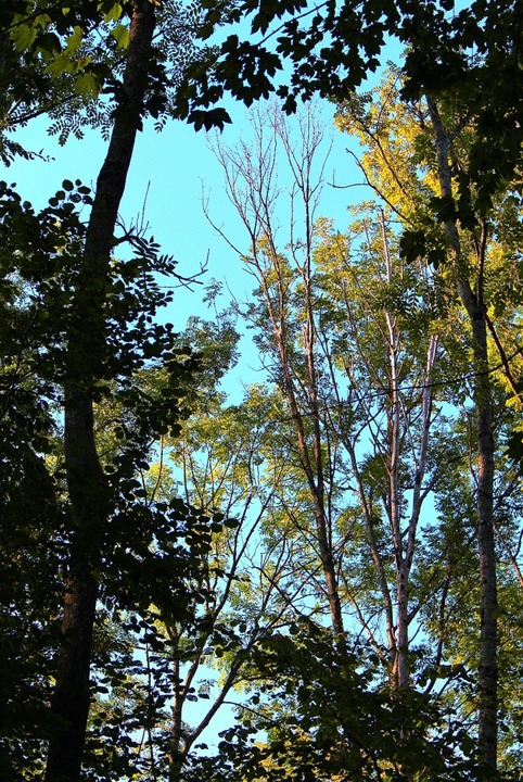 Ausgelichtete und drre Baumkronen sind untrgliche Zeichen des Waldsterbens.   | Foto: Reiner Beschorner
