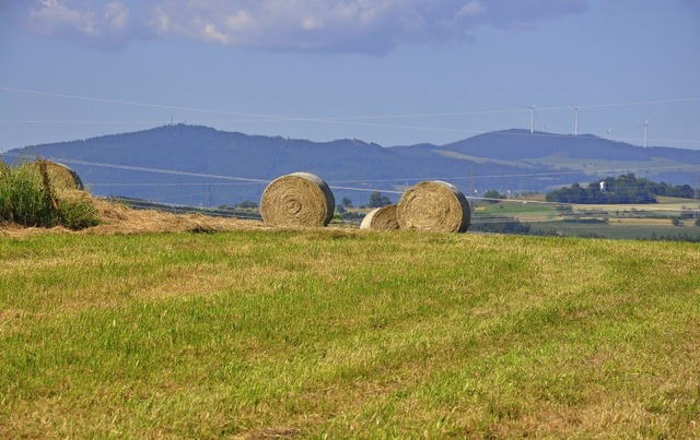 In diesem Jahr knnen die Landwirte au...end Heu in bester Qualitt einfahren.   | Foto: Jutta Schtz