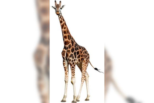 Mehr Schutz fr Giraffen
