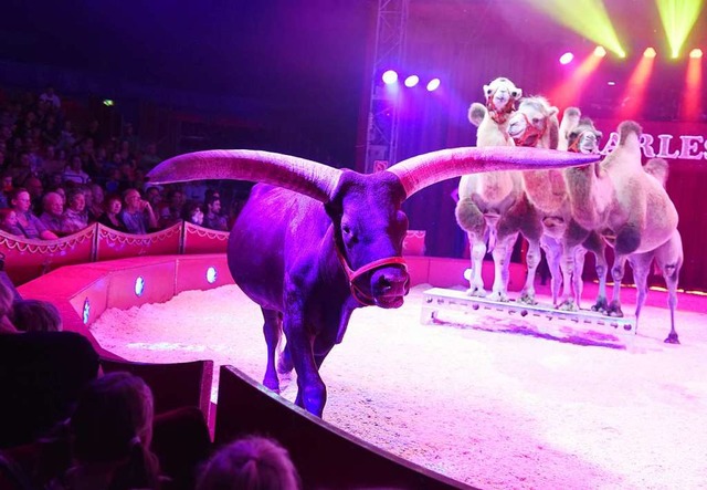 Tiere mit Hrnern und Hckern: Wegen s... steht der Zirkus auch in der Kritik.   | Foto: Rita Eggstein