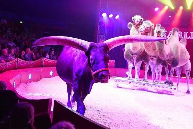 Fotos: Atemberaubende Akrobatik und Tiere im Zirkus Charles Knie