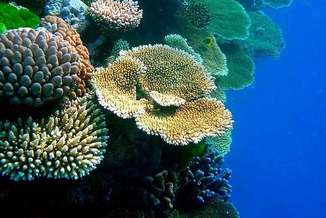 Korallenriff in Gefahr