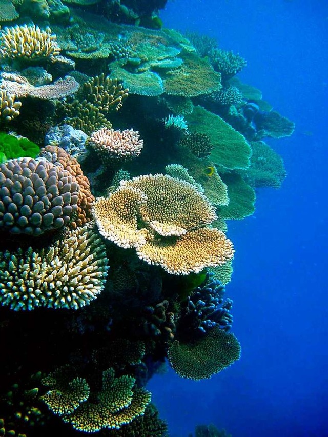 Die Korallen werden bleich.   | Foto: A2800 epa James Cook University