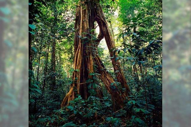 Wieder wirkliche Wildnis im Wald? Freiburger Forscher arbeiten daran