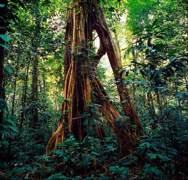 Regenwald in Borneo &#8211; das Bild, ...burger Wissenschaftler arbeiten daran.  | Foto: DPA Deutsche Presse-Agentur GmbH